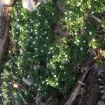 Støtte til grønne uddannelser