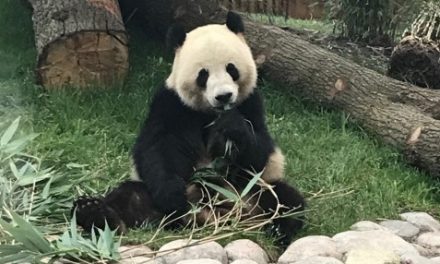 Grundfos sikrer panda-komfort